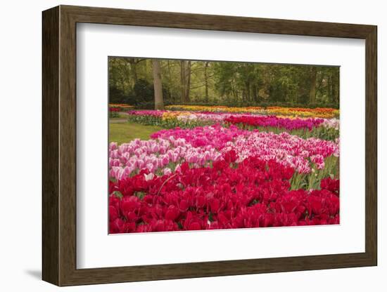 Zig Zag pattern of tulips, Keukenhof Gardens, Lisse, Netherlands-Adam Jones-Framed Photographic Print