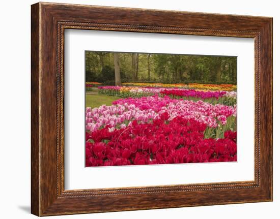 Zig Zag pattern of tulips, Keukenhof Gardens, Lisse, Netherlands-Adam Jones-Framed Photographic Print