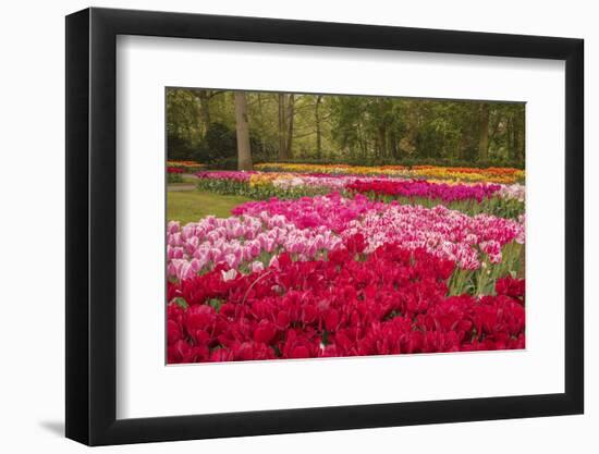 Zig Zag pattern of tulips, Keukenhof Gardens, Lisse, Netherlands-Adam Jones-Framed Photographic Print