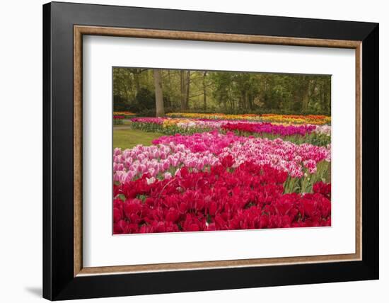 Zig Zag pattern of tulips, Keukenhof Gardens, Lisse, Netherlands-Adam Jones-Framed Photographic Print