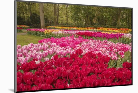 Zig Zag pattern of tulips, Keukenhof Gardens, Lisse, Netherlands-Adam Jones-Mounted Photographic Print