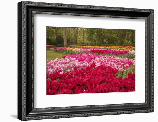 Zig Zag pattern of tulips, Keukenhof Gardens, Lisse, Netherlands-Adam Jones-Framed Photographic Print