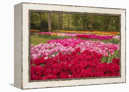 Zig Zag pattern of tulips, Keukenhof Gardens, Lisse, Netherlands-Adam Jones-Framed Premier Image Canvas