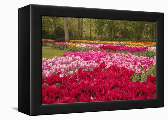 Zig Zag pattern of tulips, Keukenhof Gardens, Lisse, Netherlands-Adam Jones-Framed Premier Image Canvas