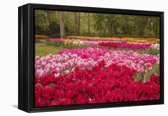 Zig Zag pattern of tulips, Keukenhof Gardens, Lisse, Netherlands-Adam Jones-Framed Premier Image Canvas