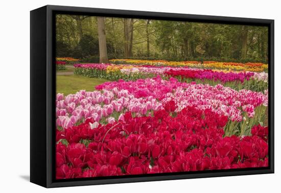 Zig Zag pattern of tulips, Keukenhof Gardens, Lisse, Netherlands-Adam Jones-Framed Premier Image Canvas