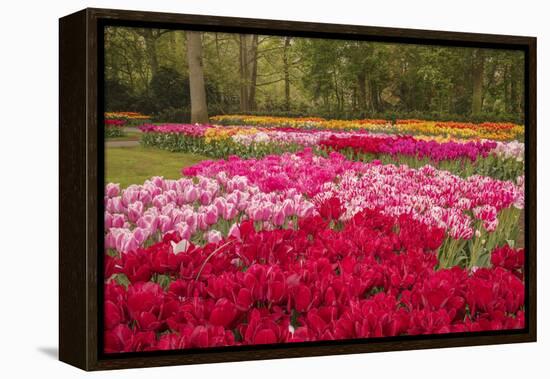 Zig Zag pattern of tulips, Keukenhof Gardens, Lisse, Netherlands-Adam Jones-Framed Premier Image Canvas