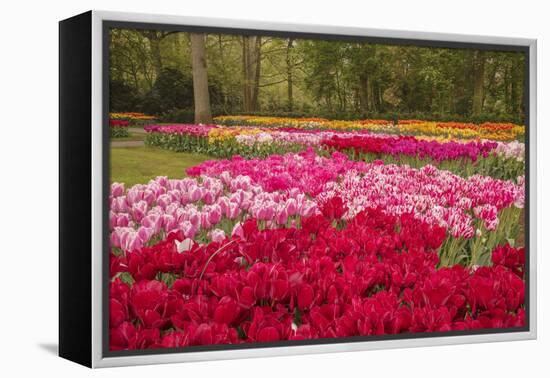 Zig Zag pattern of tulips, Keukenhof Gardens, Lisse, Netherlands-Adam Jones-Framed Premier Image Canvas