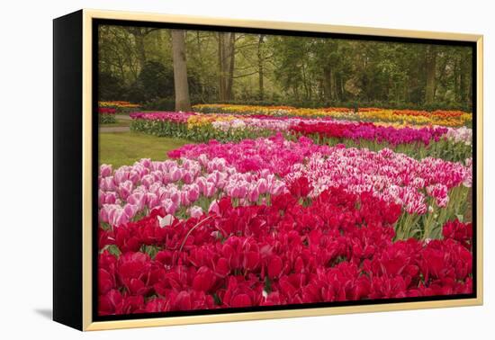 Zig Zag pattern of tulips, Keukenhof Gardens, Lisse, Netherlands-Adam Jones-Framed Premier Image Canvas