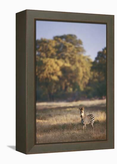 Zimbabwe, View of Burchells Zebra Linkwasha in Hwange National Park-Stuart Westmorland-Framed Premier Image Canvas