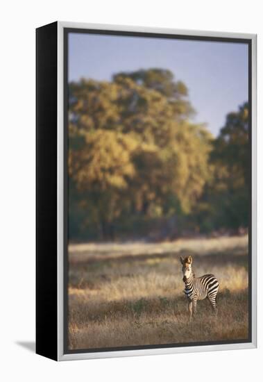 Zimbabwe, View of Burchells Zebra Linkwasha in Hwange National Park-Stuart Westmorland-Framed Premier Image Canvas