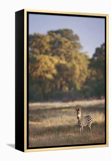 Zimbabwe, View of Burchells Zebra Linkwasha in Hwange National Park-Stuart Westmorland-Framed Premier Image Canvas