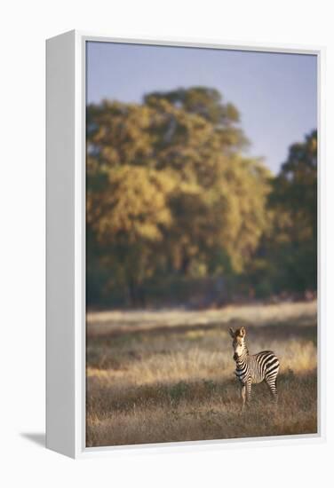 Zimbabwe, View of Burchells Zebra Linkwasha in Hwange National Park-Stuart Westmorland-Framed Premier Image Canvas