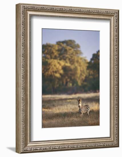 Zimbabwe, View of Burchells Zebra Linkwasha in Hwange National Park-Stuart Westmorland-Framed Photographic Print