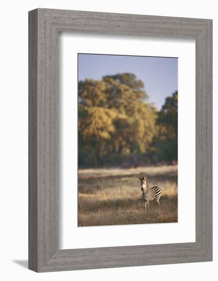 Zimbabwe, View of Burchells Zebra Linkwasha in Hwange National Park-Stuart Westmorland-Framed Photographic Print