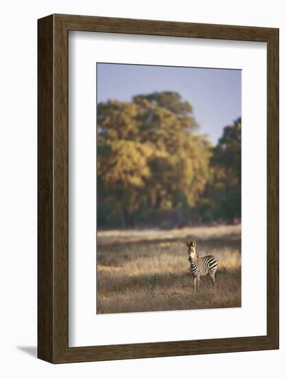 Zimbabwe, View of Burchells Zebra Linkwasha in Hwange National Park-Stuart Westmorland-Framed Photographic Print