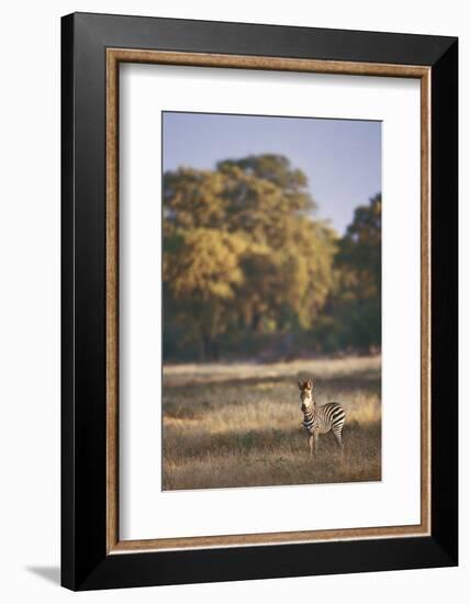 Zimbabwe, View of Burchells Zebra Linkwasha in Hwange National Park-Stuart Westmorland-Framed Photographic Print