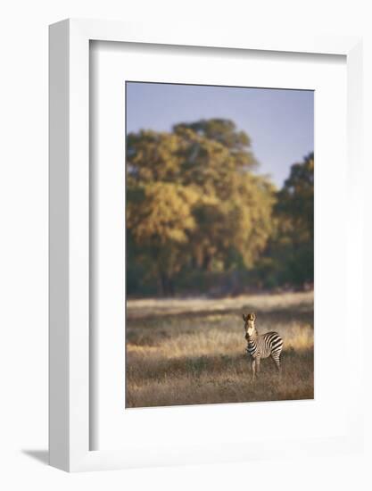 Zimbabwe, View of Burchells Zebra Linkwasha in Hwange National Park-Stuart Westmorland-Framed Photographic Print