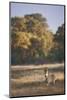 Zimbabwe, View of Burchells Zebra Linkwasha in Hwange National Park-Stuart Westmorland-Mounted Photographic Print