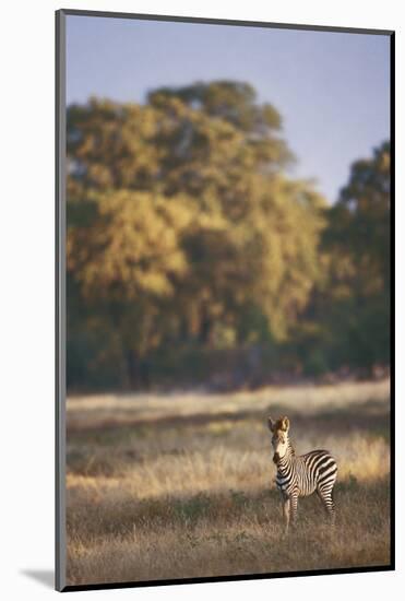 Zimbabwe, View of Burchells Zebra Linkwasha in Hwange National Park-Stuart Westmorland-Mounted Photographic Print