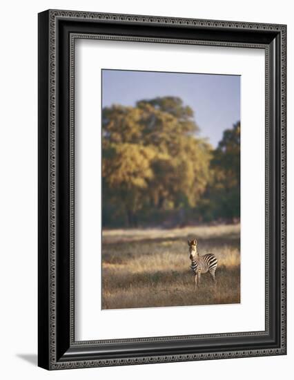 Zimbabwe, View of Burchells Zebra Linkwasha in Hwange National Park-Stuart Westmorland-Framed Photographic Print