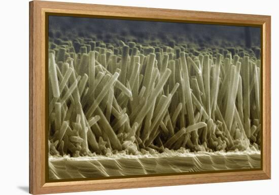 Zinc Oxide Nanowires, SEM-Peidong Yang-Framed Premier Image Canvas