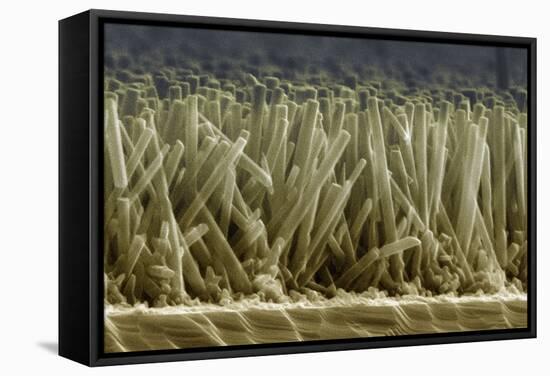 Zinc Oxide Nanowires, SEM-Peidong Yang-Framed Premier Image Canvas