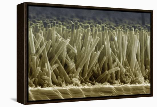 Zinc Oxide Nanowires, SEM-Peidong Yang-Framed Premier Image Canvas