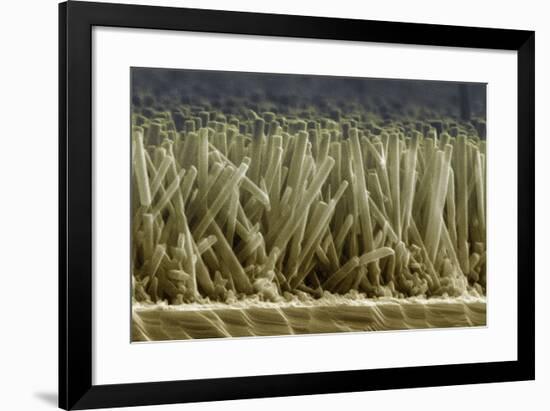 Zinc Oxide Nanowires, SEM-Peidong Yang-Framed Photographic Print
