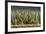 Zinc Oxide Nanowires, SEM-Peidong Yang-Framed Photographic Print