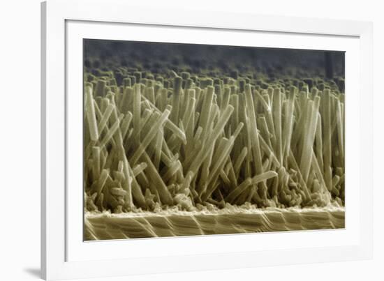 Zinc Oxide Nanowires, SEM-Peidong Yang-Framed Photographic Print