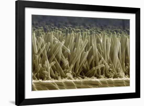 Zinc Oxide Nanowires, SEM-Peidong Yang-Framed Photographic Print