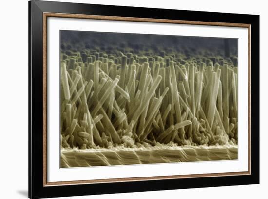 Zinc Oxide Nanowires, SEM-Peidong Yang-Framed Photographic Print