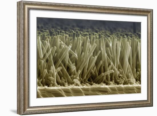 Zinc Oxide Nanowires, SEM-Peidong Yang-Framed Photographic Print