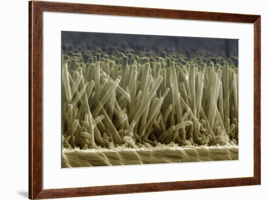 Zinc Oxide Nanowires, SEM-Peidong Yang-Framed Photographic Print