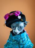 Geisha Cat-zinchik-Photographic Print