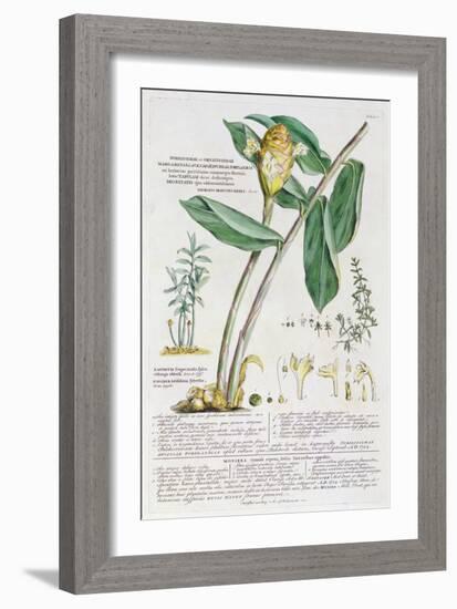 Zingiber latifolium and Amomum, 1754-Georg Dionysius Ehret-Framed Giclee Print