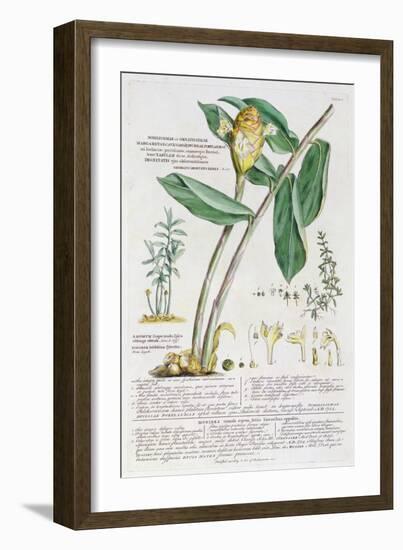 Zingiber latifolium and Amomum, 1754-Georg Dionysius Ehret-Framed Giclee Print