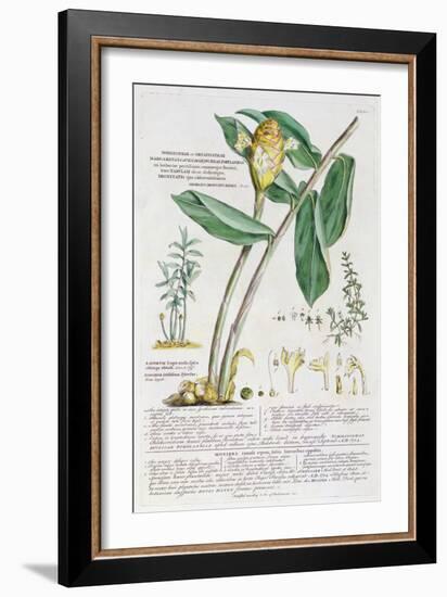 Zingiber latifolium and Amomum, 1754-Georg Dionysius Ehret-Framed Giclee Print