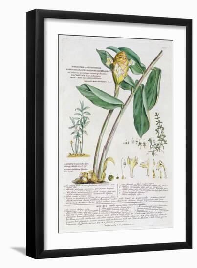 Zingiber latifolium and Amomum, 1754-Georg Dionysius Ehret-Framed Giclee Print