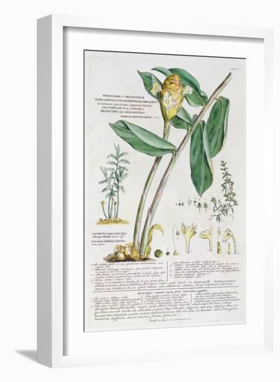 Zingiber latifolium and Amomum, 1754-Georg Dionysius Ehret-Framed Giclee Print