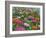 Zinnia Bouquet-Fred Szatkowski-Framed Art Print