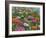 Zinnia Bouquet-Fred Szatkowski-Framed Art Print