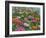 Zinnia Bouquet-Fred Szatkowski-Framed Art Print