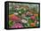 Zinnia Bouquet-Fred Szatkowski-Framed Stretched Canvas