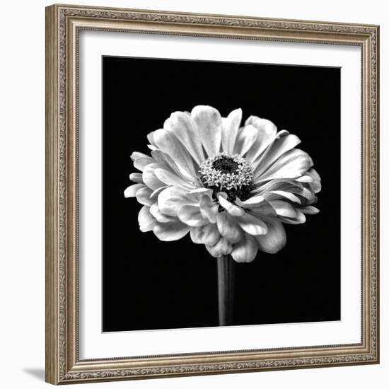 Zinnia Floral - Noir-Assaf Frank-Framed Giclee Print