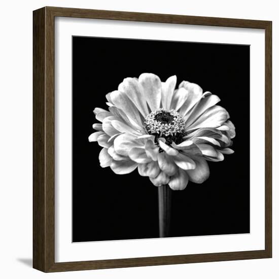 Zinnia Floral - Noir-Assaf Frank-Framed Giclee Print