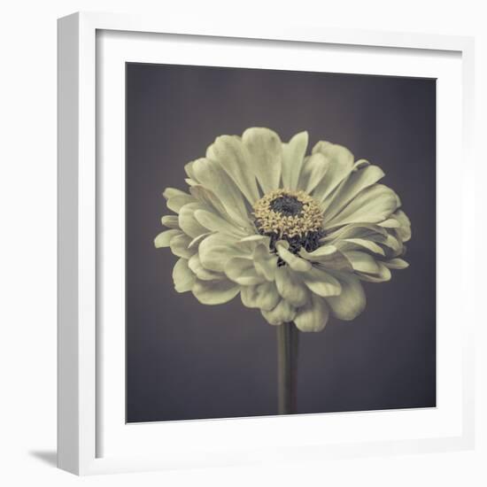 Zinnia Floral-Assaf Frank-Framed Giclee Print