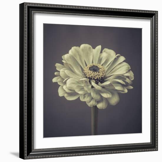 Zinnia Floral-Assaf Frank-Framed Giclee Print