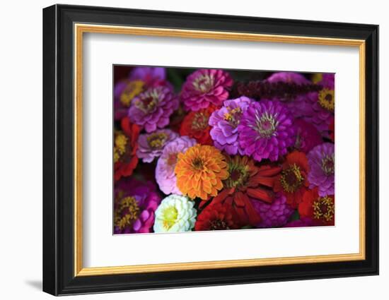 Zinnia's at a Farmer's Market in Savannah, Savannah, Georgia, USA-Joanne Wells-Framed Photographic Print